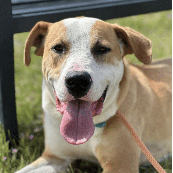 This is cooper, a light brown and white 1.5 yr old Shepherd/Pitbull mix, lying down on the grass with a smile on his face. He's available for adoption through Marley's Mutts in Tehachapi CA